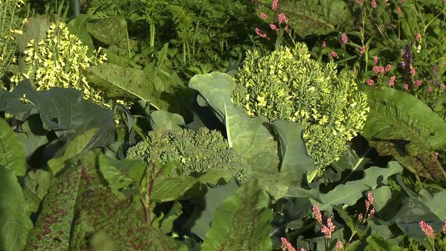 Steady, medium close up shot of broccolini heads in a garden.