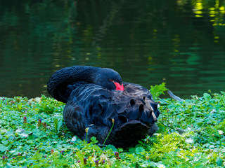Fototapeta na wymiar Cygnus atratus ou le cygne au plumage noir et bec rouge cerclé de blanc au repos, cou replié en S, au bord de l'eau