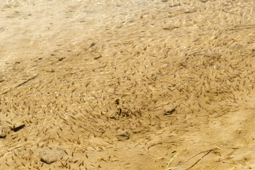 Baby fish in the mountain river