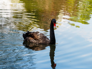 Cygnus atratus ou cygne noir nageant avec graciosité le long d'un plan d'eau
