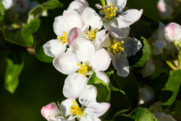 white flowers of apple tree