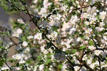 blooming apple tree in spring