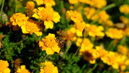  Bee on a flower in a city park. Floral background with insects for the designer