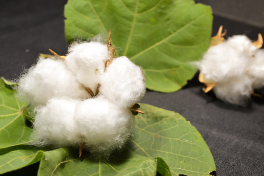 cotton and cotton leaves on black pepper