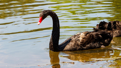 Naklejka premium Cygnus atratus ou Cygne noir (Cygnus atratus) nageant avec graciosité le long d'un plan d'eau