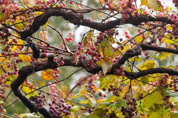 Bunches of red grapes, Rosada, from Vineyard. Grape harvest. Vineyards at sunset in autumn harvest. Close up of a bunch of grapes, background. Ripe grapes in fall