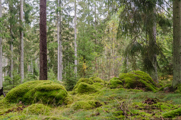 Fototapeta premium Mossy unspoilt conoferous forest