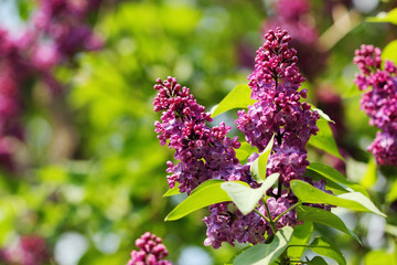 purple flowers in the garden