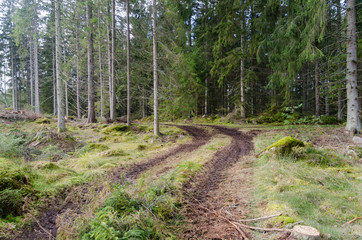 Fototapeta na wymiar Tractor tracks in a coniferous forest