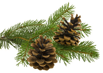 Fototapeta premium Green Christmas tree branch and cones Isolated on a white background.