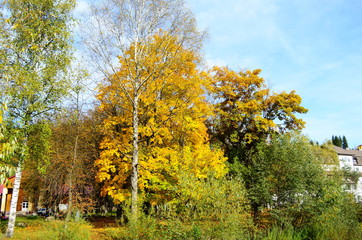Naklejka premium beautiful autumn forest in yellow and gold tones