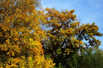 Fototapeta premium beautiful autumn forest in yellow and gold tones