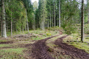 Winding tractor tyre tracks in a spruce tree forest