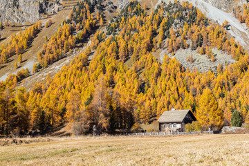 Swiss alps mountain with larch trees over the hills in fall season