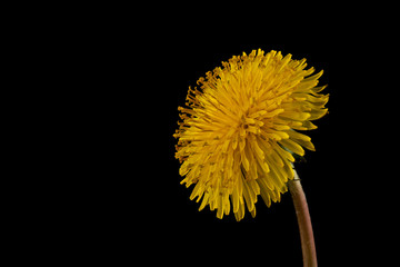 Flower of yellow dandelion isolated on a black background.
