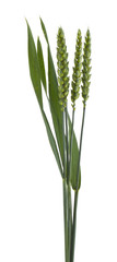Green spikelets Isolated on a white background.