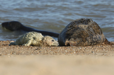 Fototapeta premium A sweet newborn Grey Seal pup, Halichoerus grypus, lying on the beach near its resting mother.