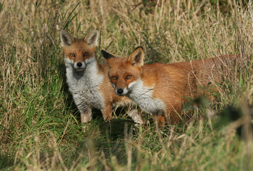 Two magnificent hunting hungry wild Red Foxes, Vulpes vulpes hunting for food in the long grass.
