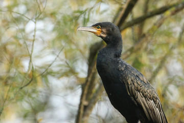 A stunning Cormorant, Phalacrocorax carbo, perching on a tree above a lake.