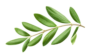 Olive tree branch with green leaves isolated on white background