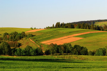 Fototapeta na wymiar Spring. Green Fields at Sunset. Beskid Sadecki Mountains near village Przysietnica, Poland.