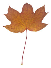 Autumn maple leaves isolated on white background.