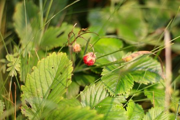 Wild strawberries