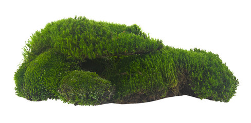 Green moss isolated on a white background.