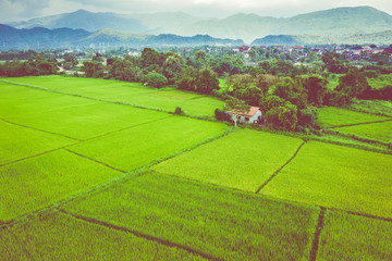 Aerial view of green rice fields and mountains, paddy field at Vang Vieng , Laos. Southeast Asia. Photo made by drone from above. Bird eye view.