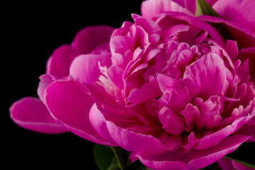 Pink peonies flowers Isolated on a black background.