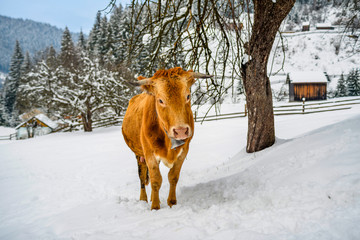 The red cow in the snow in the village Carpathians. Winter in mountains Carpathians in Ukraine.