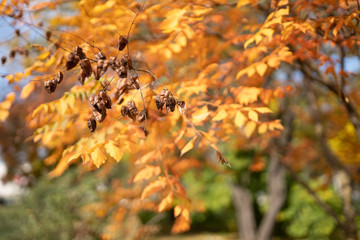  Very beautiful, colorful autumn in the park. Yellow-orange tree in the autumn park, close-up