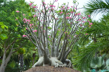 bonsai tree in tropical garden
