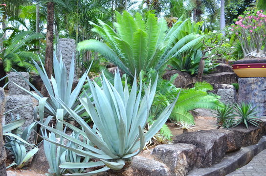 agaves in a tropical garden