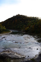 beautiful autumn forest in yellow and gold tones