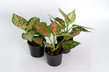 Fototapeta premium green plant in pot isolated on white