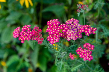Obraz premium Achillea millefolium Paprika