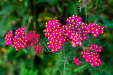 Achillea millefolium Paprika