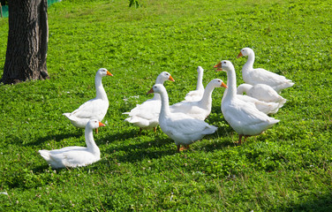 Geese on meadow in summer