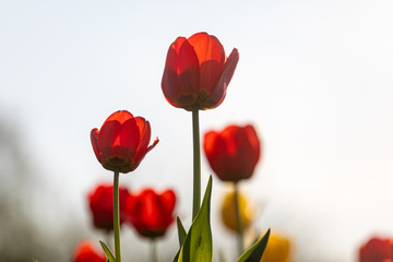 Obraz premium Red tulips on a white background. Background with flowers