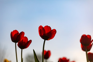 Red tulips on a white background. Background with flowers