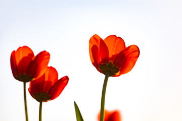 Red tulips on a white background. Background with flowers
