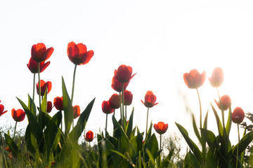 Naklejka premium Czerwone tulipany na białym tle. Tło z kwiatami