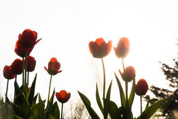 Obraz premium Red tulips on a white background. Background with flowers