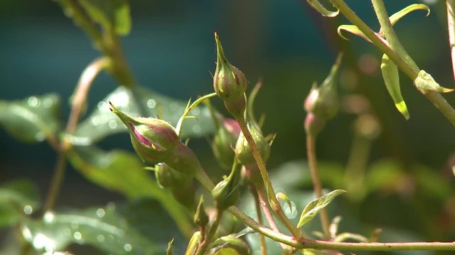 Steady, close up shot of pink rose buds ready to bloom.