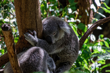sleeping koala