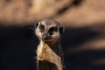 meerkat smile