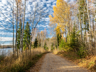 landscape with colorful trees in autumn