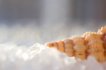 The shell lies on translucent pieces of salt, transparent sand. A small clam shell lies on the sea...