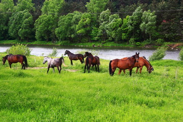 Spring. Grazing Horse. Piwniczna-Zdroj, Poland.